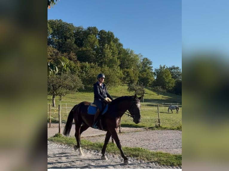 Schweres Warmblut Wallach 4 Jahre 164 cm Rappe in Pfaffenhofen