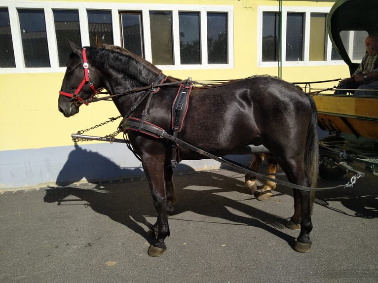 Schweres Warmblut Wallach 4 Jahre 164 cm Rappschimmel in Kamenz