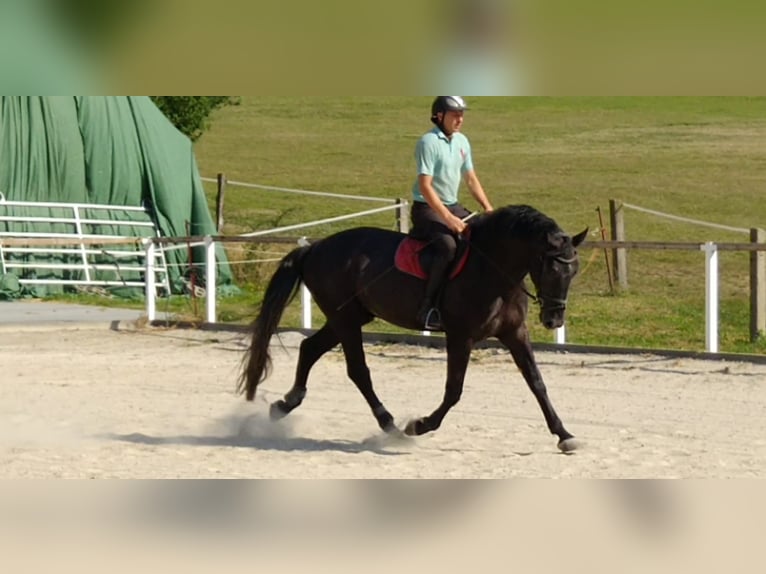 Schweres Warmblut Wallach 4 Jahre 164 cm Rappschimmel in Kamenz