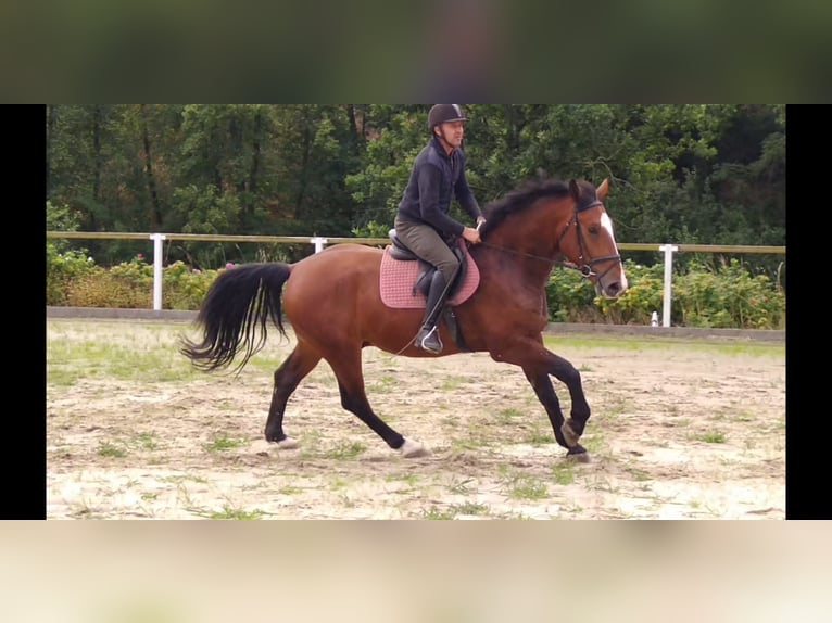 Schweres Warmblut Wallach 4 Jahre 165 cm Brauner in Kamenz