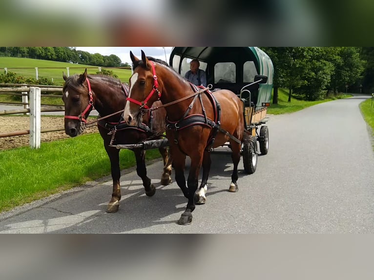 Schweres Warmblut Wallach 4 Jahre 165 cm Brauner in Kamenz