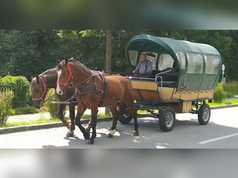 Schweres Warmblut Wallach 4 Jahre 165 cm Brauner in Kamenz