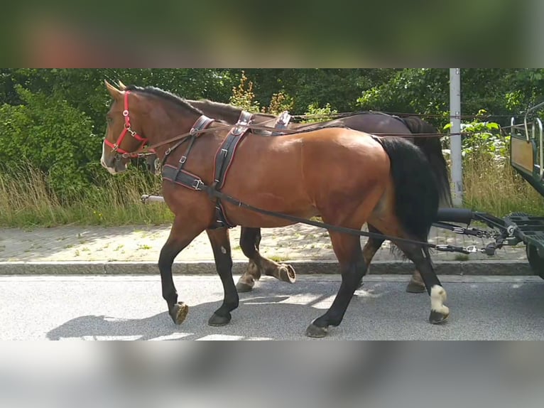 Schweres Warmblut Wallach 4 Jahre 165 cm Brauner in Kamenz