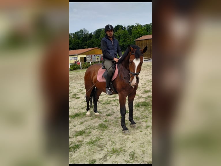 Schweres Warmblut Wallach 4 Jahre 165 cm Brauner in Kamenz