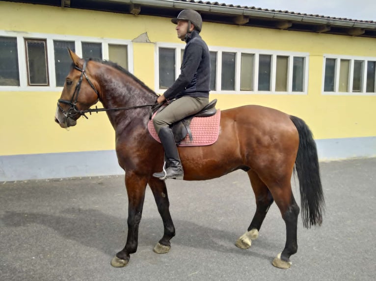 Schweres Warmblut Wallach 4 Jahre 165 cm Brauner in Kamenz