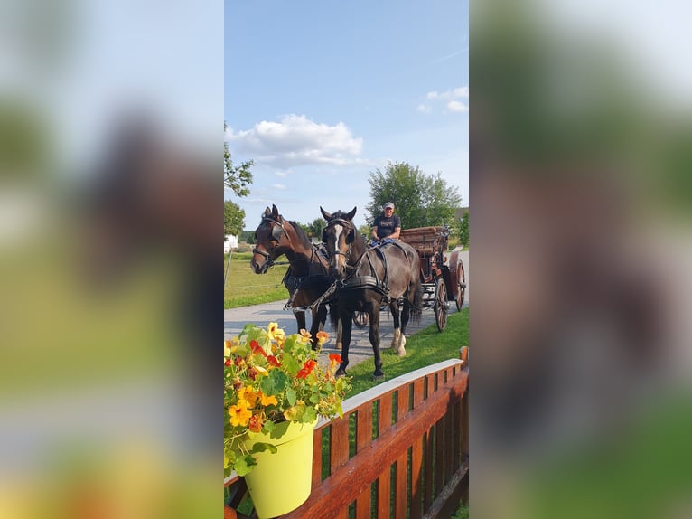 Schweres Warmblut Wallach 4 Jahre 165 cm Brauner in Ottenschlag