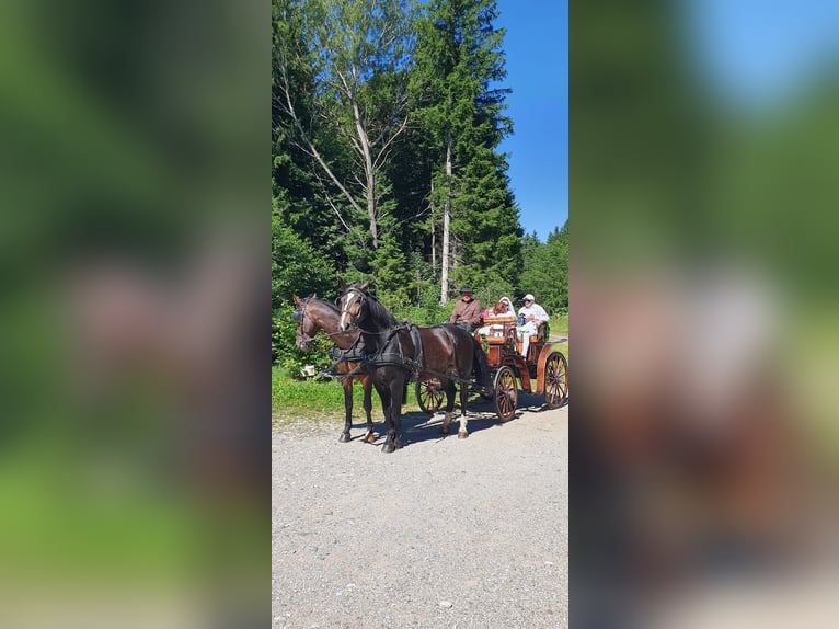 Schweres Warmblut Wallach 4 Jahre 165 cm Brauner in Ottenschlag