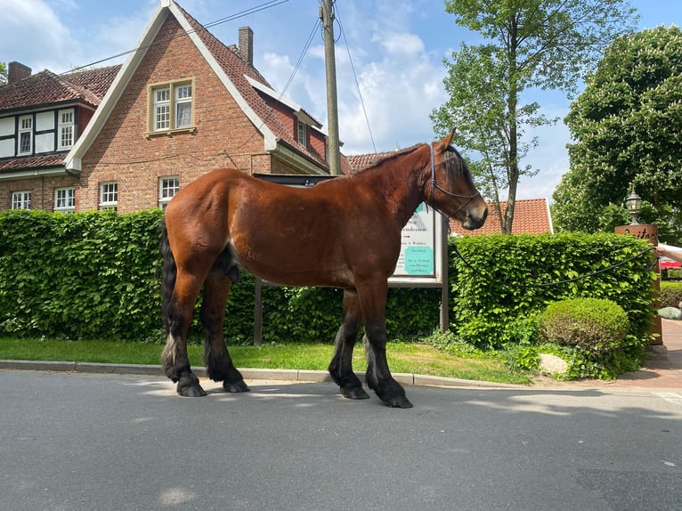 Schweres Warmblut Wallach 4 Jahre 165 cm Brauner in Eggermühlen OT Bockraden