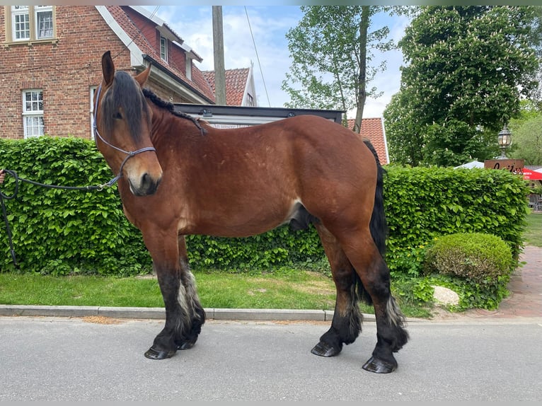 Schweres Warmblut Wallach 4 Jahre 165 cm Brauner in Eggermühlen OT Bockraden