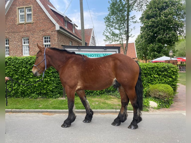 Schweres Warmblut Wallach 4 Jahre 165 cm Brauner in Eggermühlen OT Bockraden