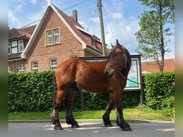 Schweres Warmblut Wallach 4 Jahre 165 cm Brauner in Eggermühlen OT Bockraden