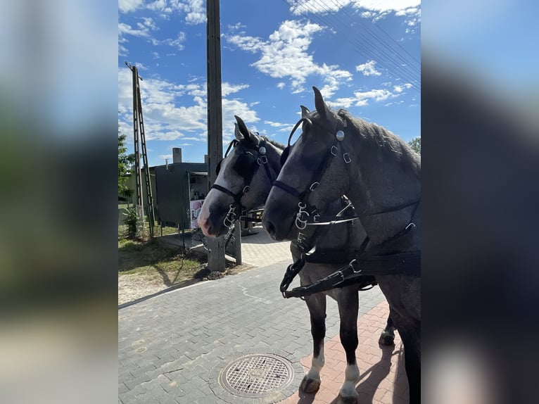 Schweres Warmblut Wallach 4 Jahre 165 cm in Thießen