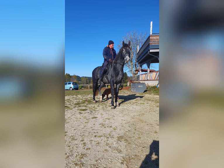 Schweres Warmblut Wallach 4 Jahre 165 cm in Ottenschlag