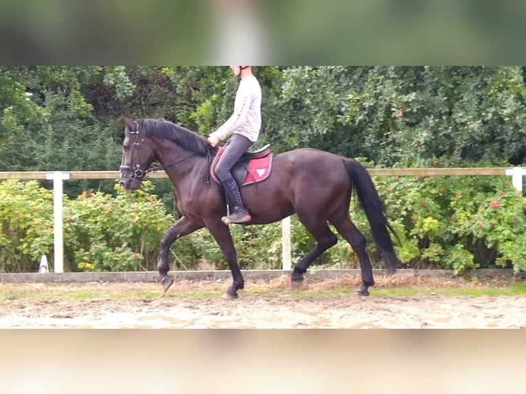 Schweres Warmblut Wallach 4 Jahre 165 cm Rappe in Kamenz