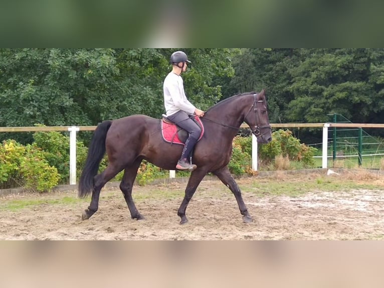 Schweres Warmblut Wallach 4 Jahre 165 cm Rappe in Kamenz