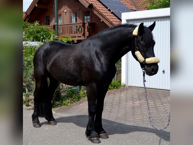 Schweres Warmblut Mix Wallach 4 Jahre 165 cm Rappe in Bretten