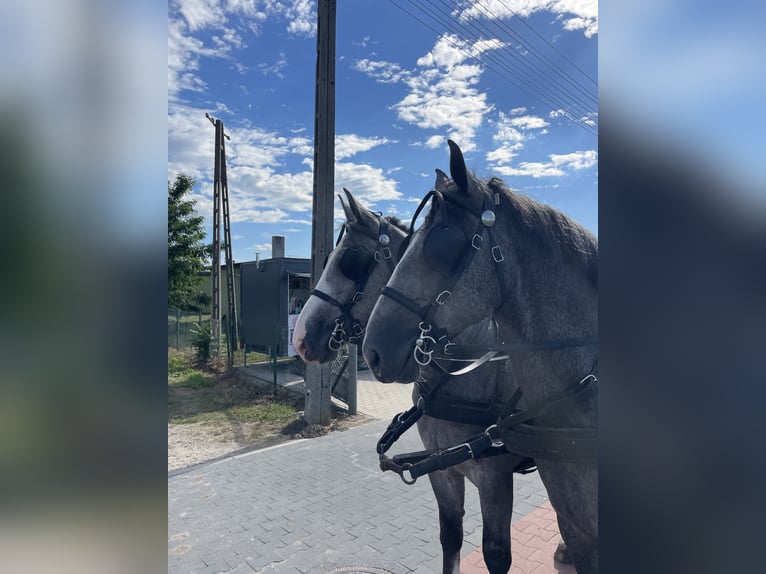 Schweres Warmblut Wallach 4 Jahre 165 cm Schimmel in Thießen