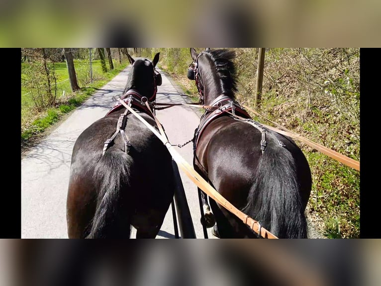 Schweres Warmblut Wallach 4 Jahre 166 cm Rappe in Kamenz