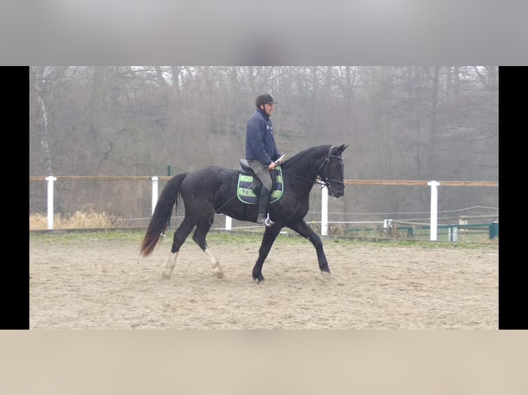 Schweres Warmblut Wallach 4 Jahre 166 cm Rappe in Kamenz