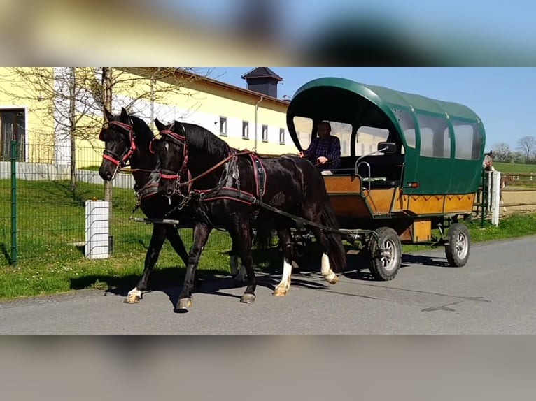 Schweres Warmblut Wallach 4 Jahre 166 cm Rappe in Kamenz