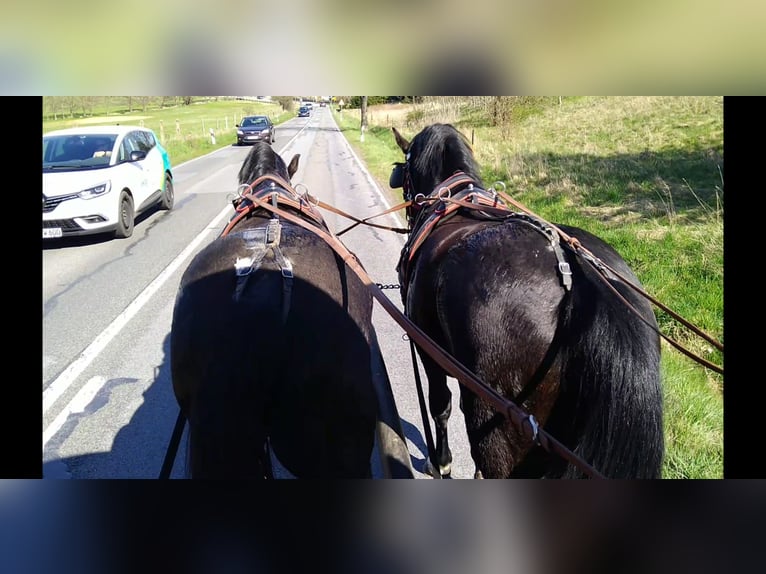 Schweres Warmblut Wallach 4 Jahre 166 cm Rappe in Kamenz
