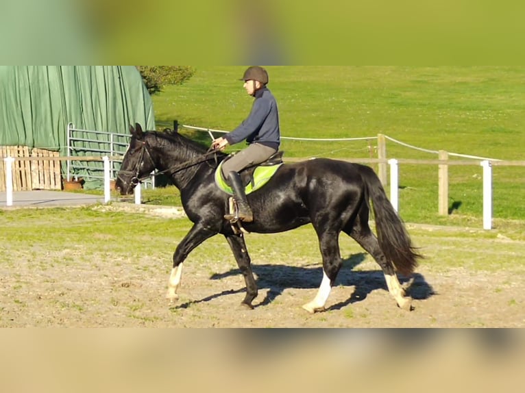 Schweres Warmblut Wallach 4 Jahre 166 cm Rappe in Kamenz