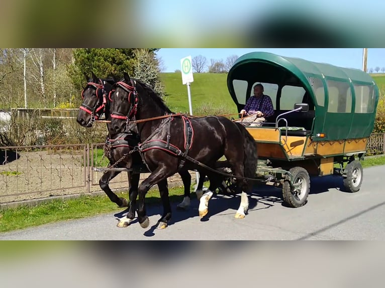 Schweres Warmblut Wallach 4 Jahre 166 cm Rappe in Kamenz