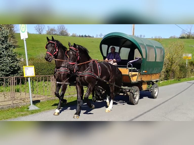 Schweres Warmblut Wallach 4 Jahre 166 cm Rappe in Kamenz