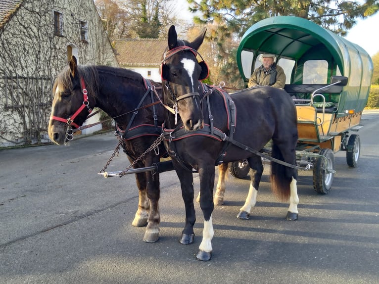 Schweres Warmblut Wallach 4 Jahre 166 cm Rappe in Kamenz