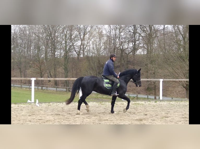 Schweres Warmblut Wallach 4 Jahre 166 cm Rappe in Kamenz