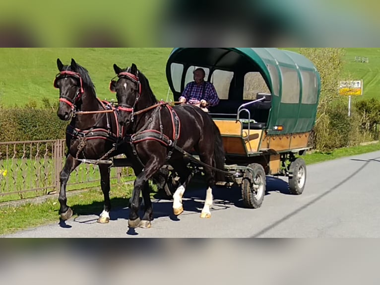 Schweres Warmblut Wallach 4 Jahre 166 cm Rappe in Kamenz