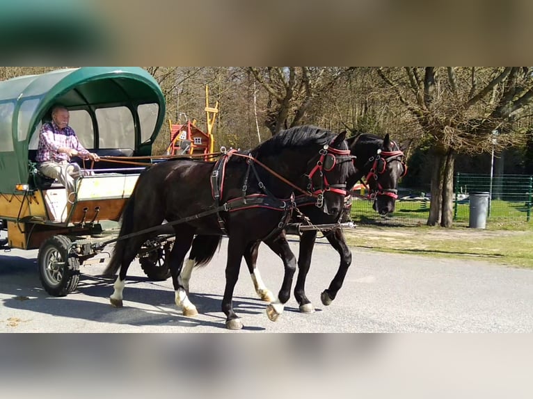 Schweres Warmblut Wallach 4 Jahre 166 cm Rappe in Kamenz