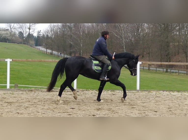 Schweres Warmblut Wallach 4 Jahre 166 cm Rappe in Kamenz