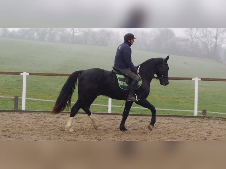Schweres Warmblut Wallach 4 Jahre 166 cm Rappe in Kamenz