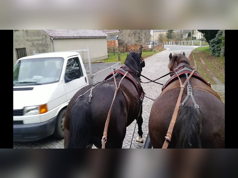 Schweres Warmblut Wallach 4 Jahre 166 cm Schwarzbrauner in Kamenz