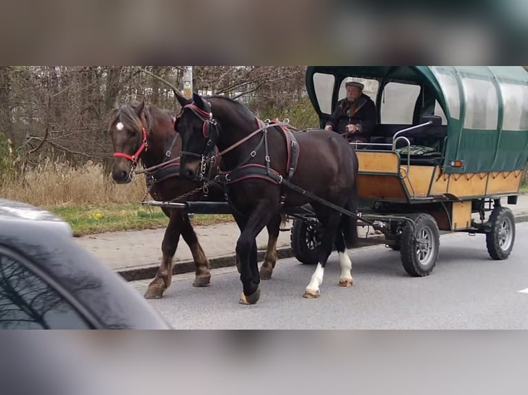 Schweres Warmblut Wallach 4 Jahre 166 cm Schwarzbrauner in Kamenz