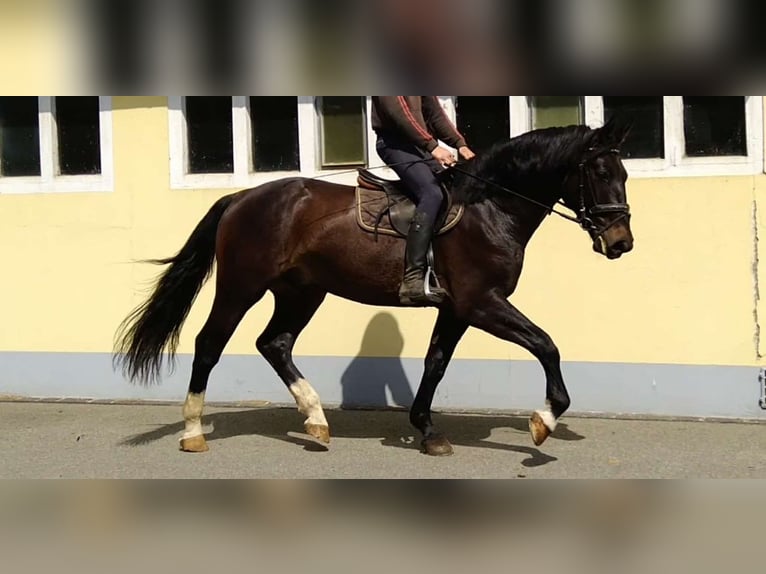 Schweres Warmblut Wallach 4 Jahre 166 cm Schwarzbrauner in Kamenz