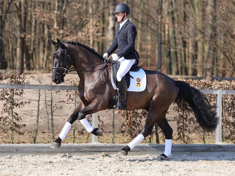 Schweres Warmblut Wallach 4 Jahre 167 cm Rappe in Moritzburg