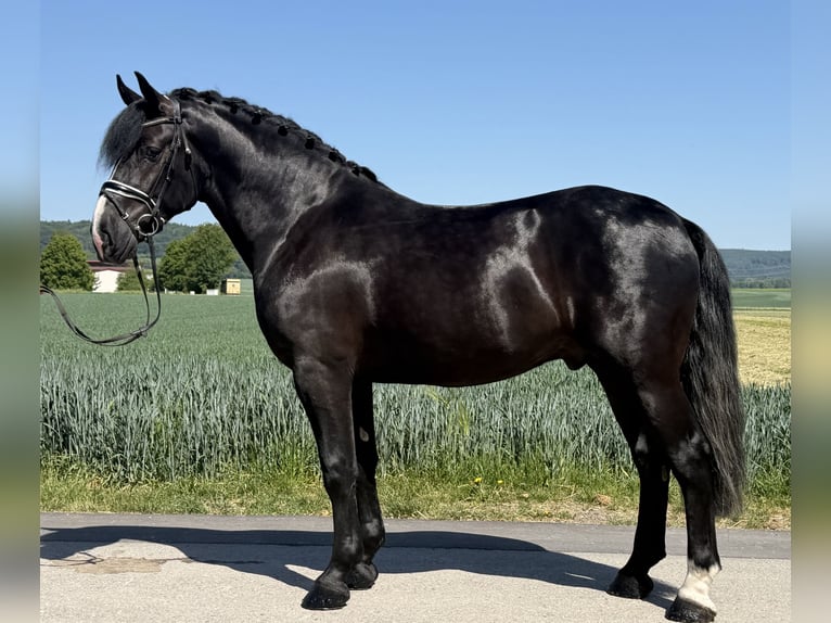 Schweres Warmblut Wallach 4 Jahre 167 cm Rappe in Riedlingen