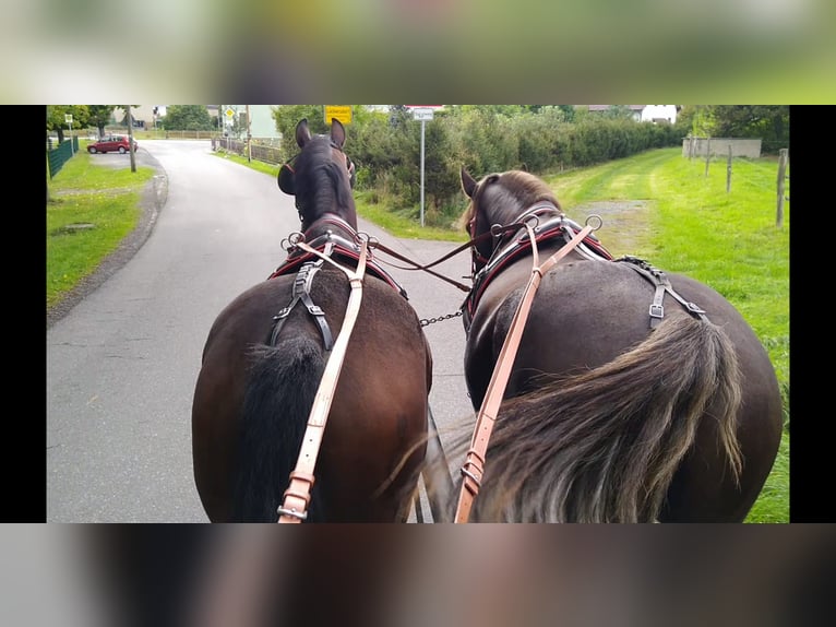 Schweres Warmblut Wallach 4 Jahre 168 cm Dunkelbrauner in Kamenz