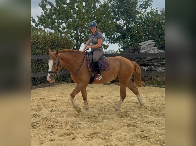 Schweres Warmblut Wallach 4 Jahre 168 cm Fuchs in Daleiden