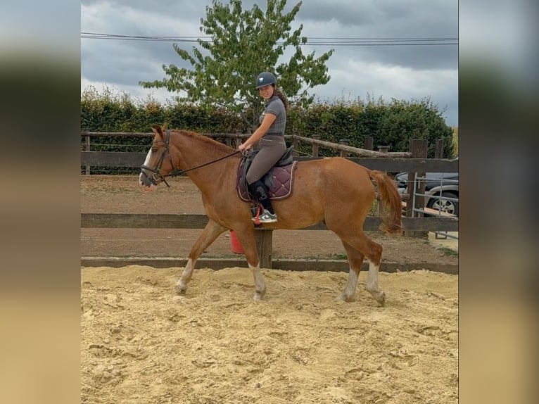 Schweres Warmblut Wallach 4 Jahre 168 cm Fuchs in Daleiden