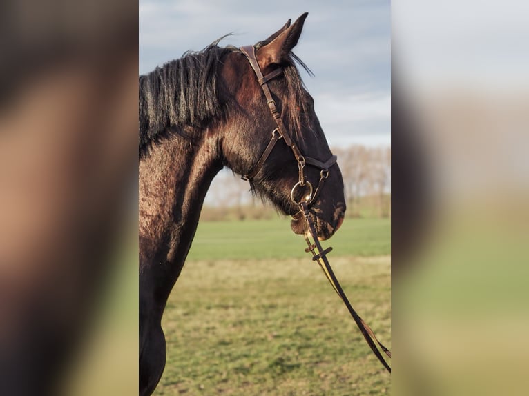 Schweres Warmblut Wallach 4 Jahre 168 cm Rappe in Radeburg