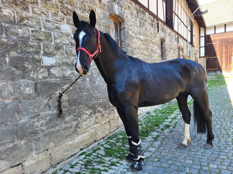 Schweres Warmblut Wallach 4 Jahre 168 cm Rappe in Radeburg