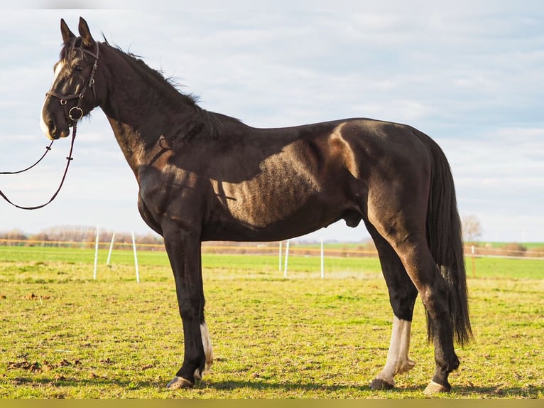 Schweres Warmblut Wallach 4 Jahre 168 cm Rappe in Radeburg