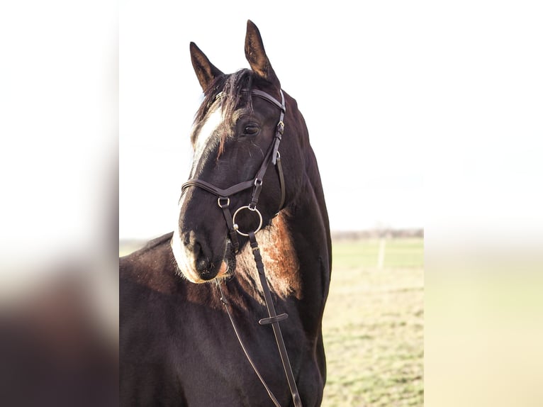 Schweres Warmblut Wallach 4 Jahre 168 cm Rappe in Radeburg