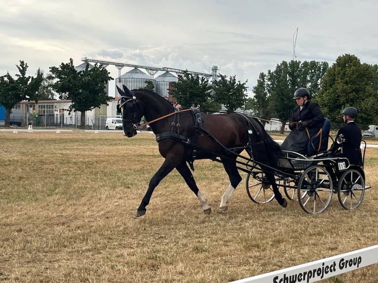 Schweres Warmblut Wallach 4 Jahre 168 cm Rappe in Radeburg