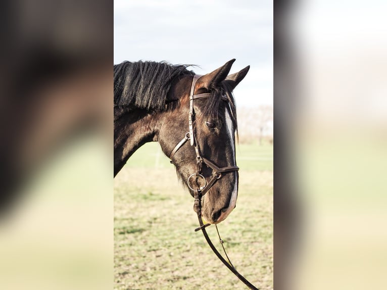 Schweres Warmblut Wallach 4 Jahre 168 cm Rappe in Radeburg