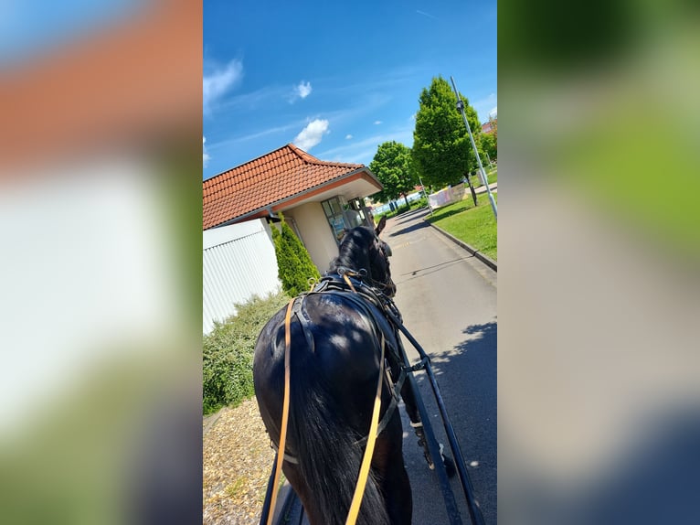 Schweres Warmblut Wallach 4 Jahre 168 cm Rappe in Radeburg