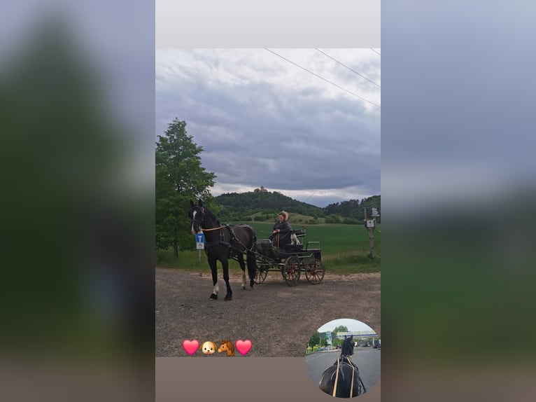 Schweres Warmblut Wallach 4 Jahre 168 cm Rappe in Radeburg